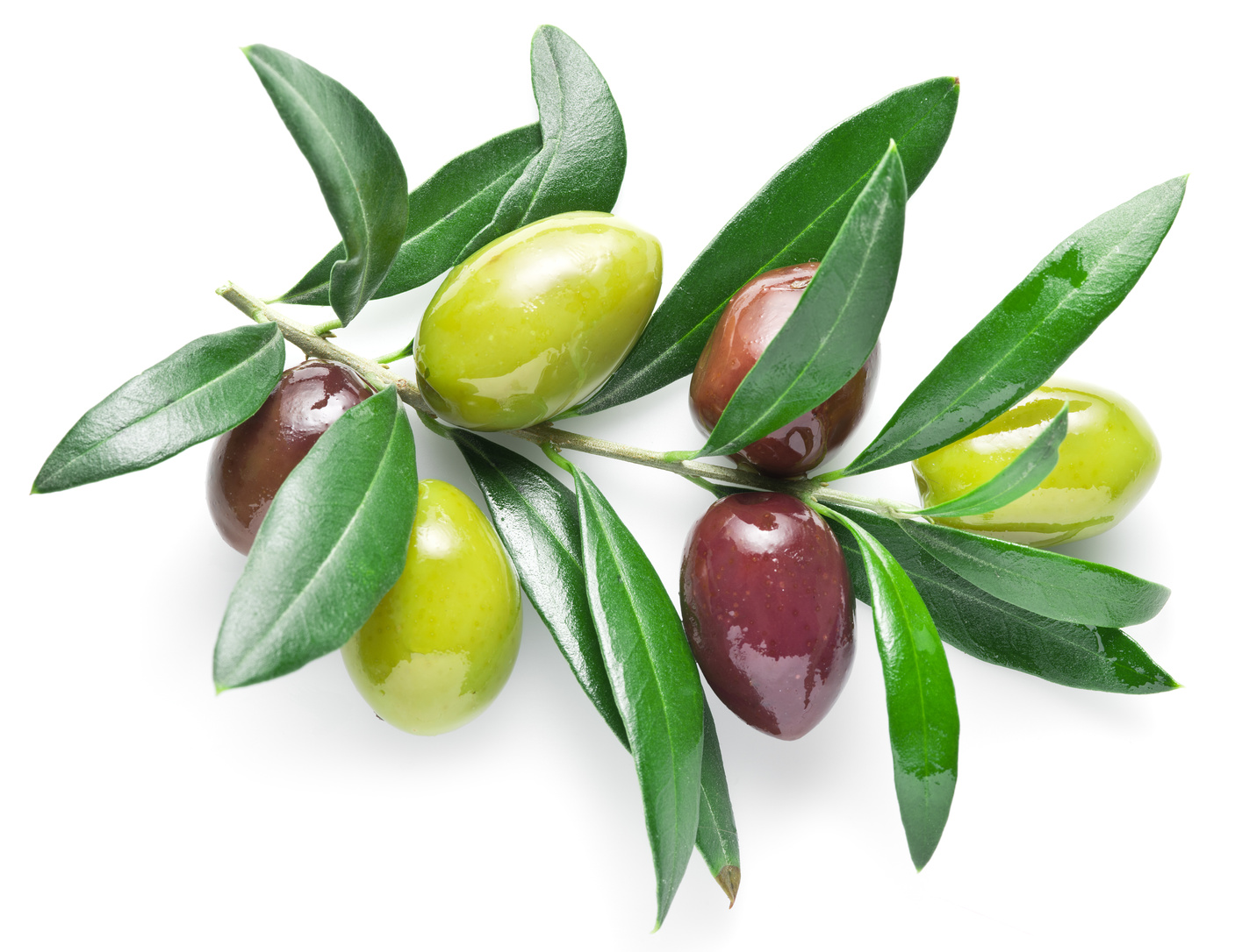 Olive twig.